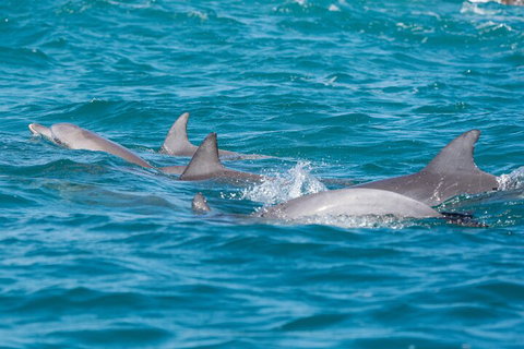 2-Hour Guided Whale Watching Tour At Noosa - Accommodation QLD 2