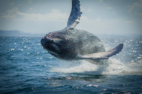 2-Hour Guided Whale Watching Tour At Noosa - Accommodation QLD 3