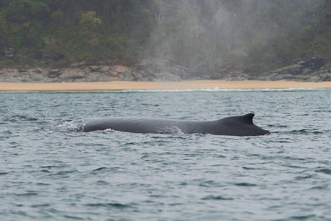 2-Hour Guided Whale Watching Tour At Noosa - Accommodation QLD 5