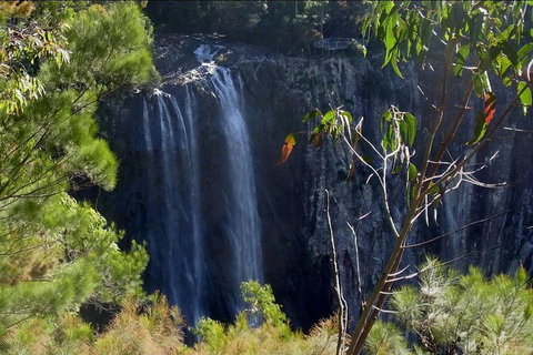 Byron Bay Hinterland Tour Including Rainforest Walk To Minyon Falls - Accommodation QLD 0