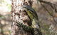 Byron Bay Hinterland Tour Including Rainforest Walk To Minyon Falls - thumb 1