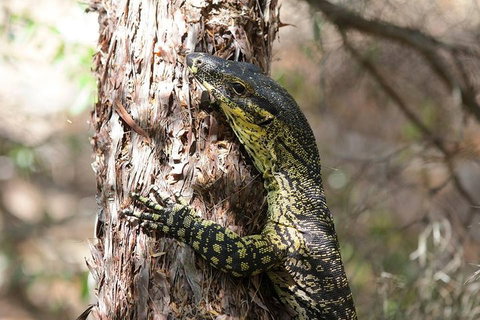 Byron Bay Hinterland Tour Including Rainforest Walk To Minyon Falls - Accommodation QLD 1