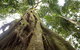 Byron Bay Hinterland Tour Including Rainforest Walk To Minyon Falls - thumb 2