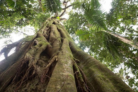 Byron Bay Hinterland Tour Including Rainforest Walk To Minyon Falls - Accommodation QLD 2