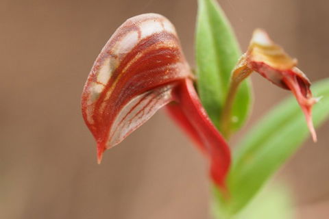 Wave Rock, Wild Flowers And Astro Photography - Accommodation QLD 2