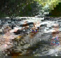 Daintree Rainforest Cape Tribulation Mossman Gorge Small-Group Day Tour - Accommodation QLD