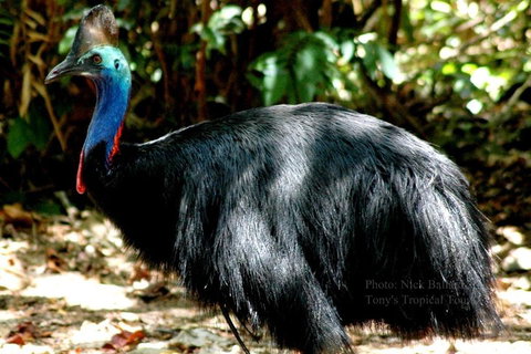 Daintree Rainforest, Cape Tribulation, Mossman Gorge Small-Group Day Tour - Accommodation QLD 3