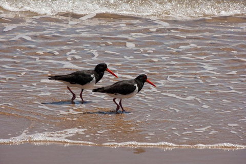 1770 Coastline Tour By LARC Amphibious Vehicle Including Picnic Lunch - Accommodation QLD 2