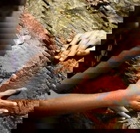 Ngana Julaymba Dungay - Full Day - Accommodation QLD