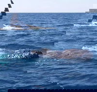 Noosa Whale Watching - Accommodation QLD