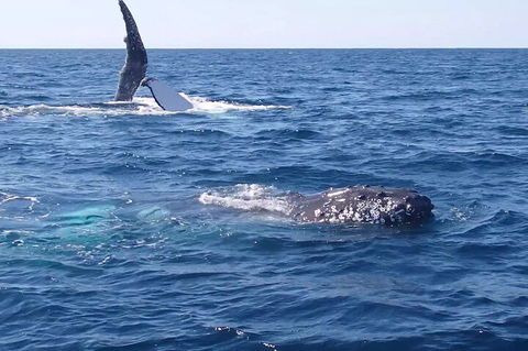 Noosa Whale Watching - Accommodation QLD 0