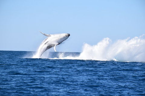 Noosa Whale Watching - Accommodation QLD 1