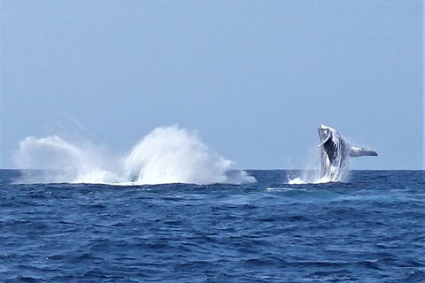 Noosa Whale Watching - Accommodation QLD 2