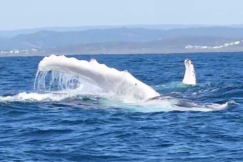 Noosa Whale Watching - Accommodation QLD 5
