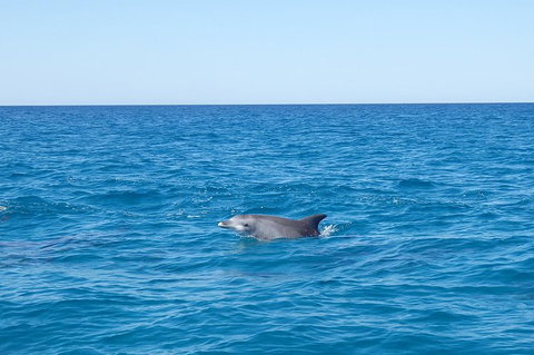Noosa Wild Dolphin Safari - Accommodation QLD 1