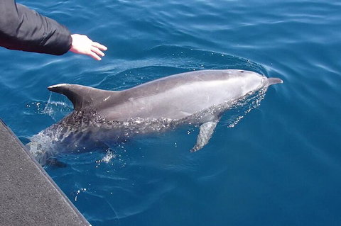 Noosa Wild Dolphin Safari - Accommodation QLD 2