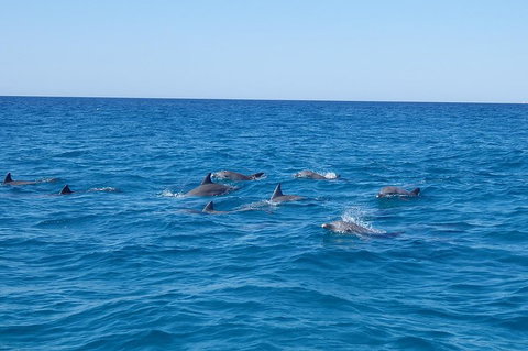 Noosa Wild Dolphin Safari - Accommodation QLD 3