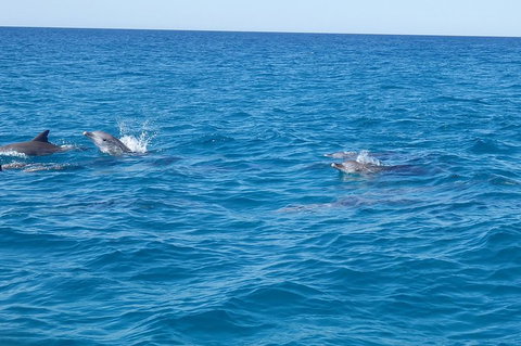 Noosa Wild Dolphin Safari - Accommodation QLD 4