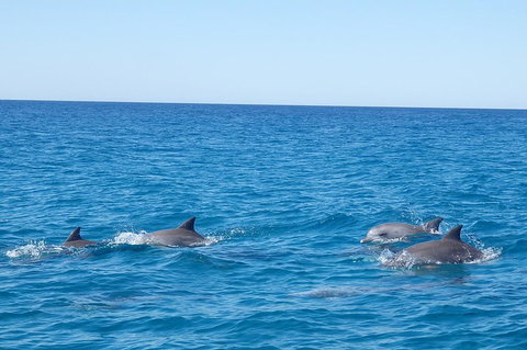 Noosa Wild Dolphin Safari - Accommodation QLD 5