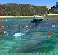 All Inclusive Dolphin and Tangalooma Wrecks Cruise - Accommodation QLD