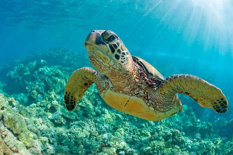 All Inclusive Tangalooma Wrecks Cruise Tour From Gold Coast - Accommodation QLD 4