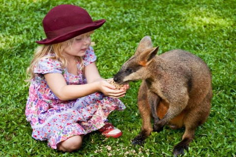 Kuranda Day Tour + HotAir Balloon Combo - Accommodation QLD 0