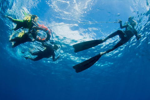 Passions Of Paradise Great Barrier Reef Snorkel And Dive Cruise From Cairns By Luxury Catamaran - Accommodation QLD 2