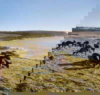 Kangaroo Island Personal Group Tours - Accommodation QLD