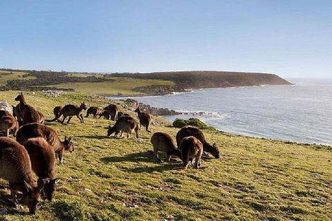 Kangaroo Island Personal Group Tours - Accommodation QLD 0