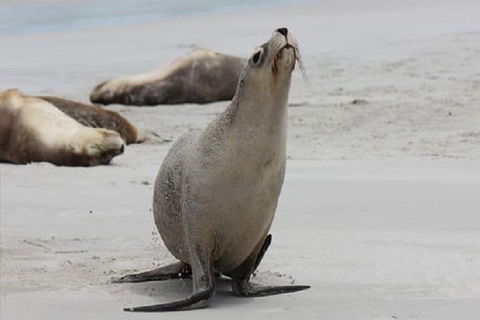 Kangaroo Island Personal Group Tours - Accommodation QLD 4