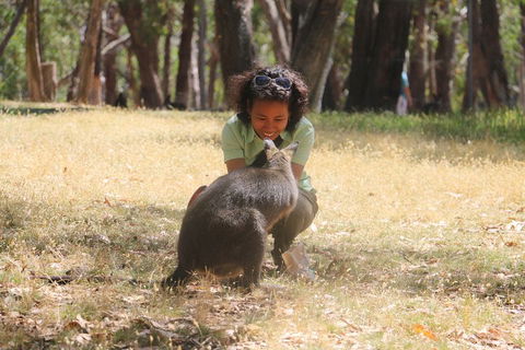 Cleland Wildlife Park Tour From Adelaide Including Mount Lofty Summit - Accommodation QLD 1