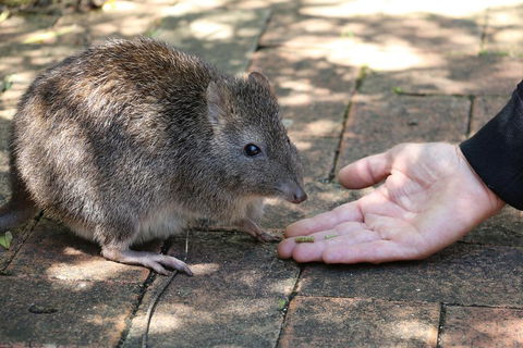 Cleland Wildlife Park Tour From Adelaide Including Mount Lofty Summit - Accommodation QLD 2