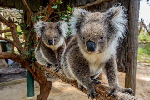 Cleland Wildlife Park Tour From Adelaide Including Mount Lofty Summit - Accommodation QLD 3