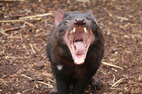 Cleland Wildlife Park Tour From Adelaide Including Mount Lofty Summit - Accommodation QLD 4