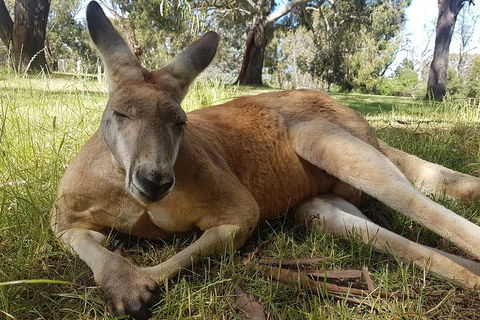 Cleland Wildlife Park Tour From Adelaide Including Mount Lofty Summit - Accommodation QLD 5