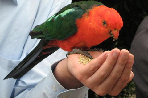 O'Reilly's & Lamington National Park From Brisbane - Accommodation QLD 1