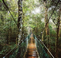 O'Reilly's  Lamington National Park from Gold Coast - Accommodation QLD
