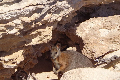 Shipwreck Special Full Day Tour Of The Abrolhos Islands - Accommodation QLD 4