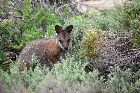Pink Lake + Abrolhos Islands Nature Tour - Accommodation QLD 1