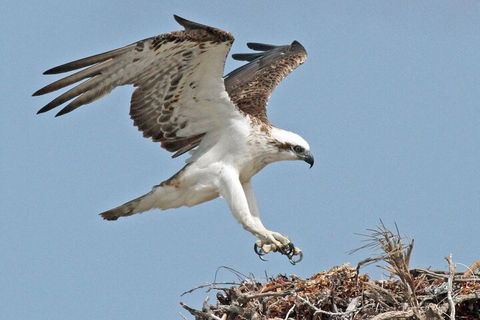 Pink Lake + Abrolhos Islands Nature Tour - Accommodation QLD 3