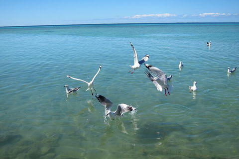 Pink Lake + Abrolhos Islands Nature Tour - Accommodation QLD 5