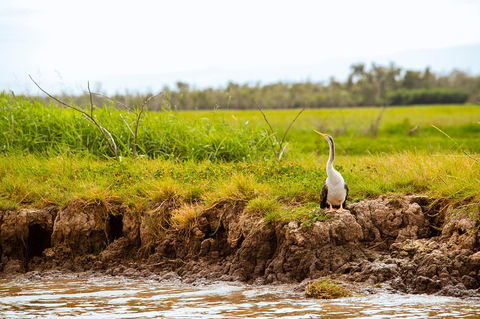 Darwin City Sights And Jumping Crocodile Cruise - Accommodation QLD 2