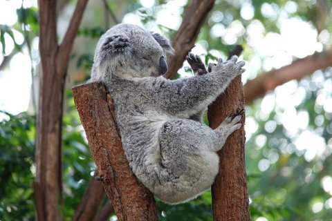 Small-Group Blue Mountains Tour With A Local Guide - Accommodation QLD 2