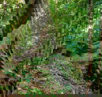 Private Daintree Mossman Gorge Exclusive Nature and Wildlife Focus - Accommodation QLD