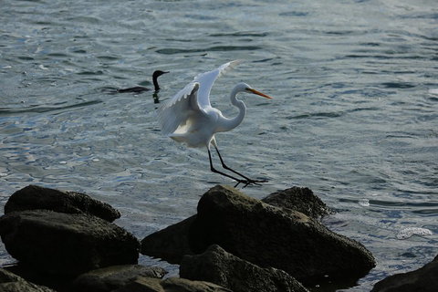 Kayak Tour In Adelaide Dolphin Sanctuary - Accommodation QLD 1