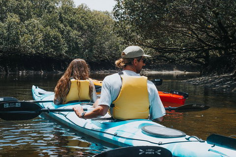 Kayak Tour In Adelaide Dolphin Sanctuary - Accommodation QLD 2
