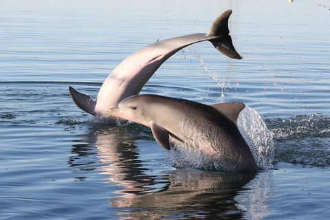 Kayak Tour In Adelaide Dolphin Sanctuary - Accommodation QLD 5