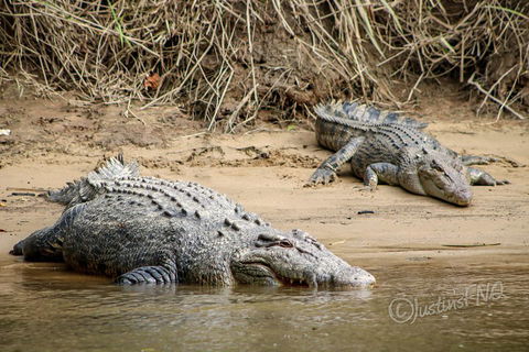 Daintree And Cape Tribulation Full Day Guided Tour - Accommodation QLD 3