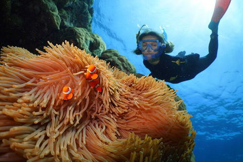 Silversonic Outer Great Barrier Reef Dive And Snorkel Cruise From Port Douglas - Accommodation QLD 3