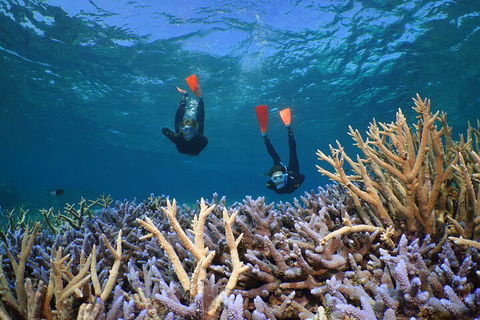Silversonic Outer Great Barrier Reef Dive And Snorkel Cruise From Port Douglas - Accommodation QLD 4